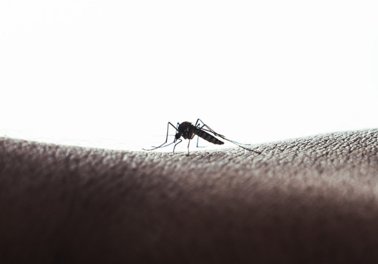 Crisis del dengue: América Latina en emergencia por el aumento de 50 % de casos en un mes