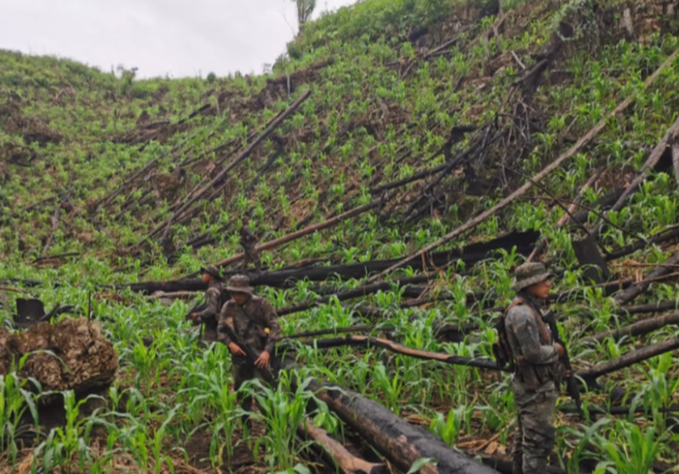 Fuerzas De Seguridad Erradican Plantaci N De Hoja De Coca En San Luis