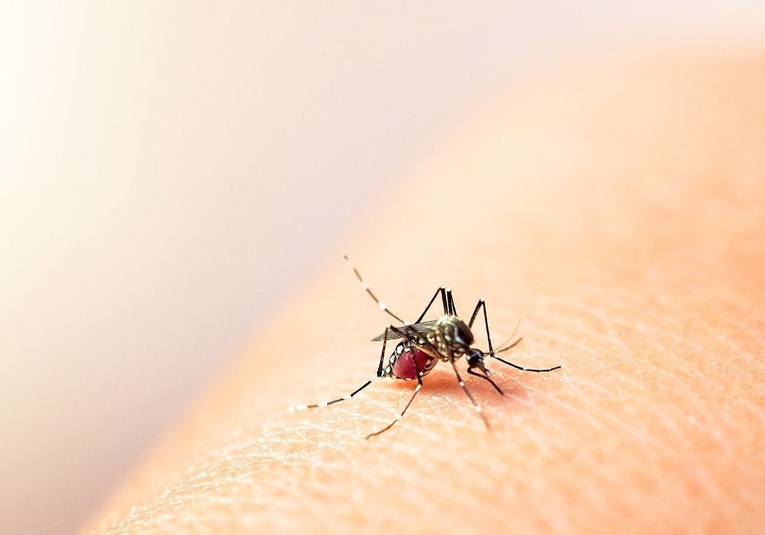 Organización Panamericana de la Salud emite alerta regional por aumento de casos de dengue organizacion-panamericana-de-la-salud-emite-alerta-regional-por-aumento-de-casos-de-dengue-132854-132912.jpg