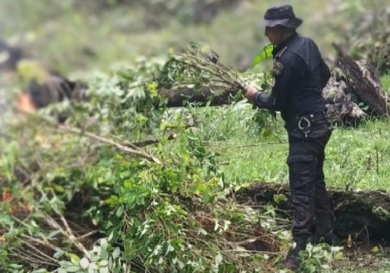 Pnc Erradica M S De Mil Arbustos De Coca En Livingston Izabal