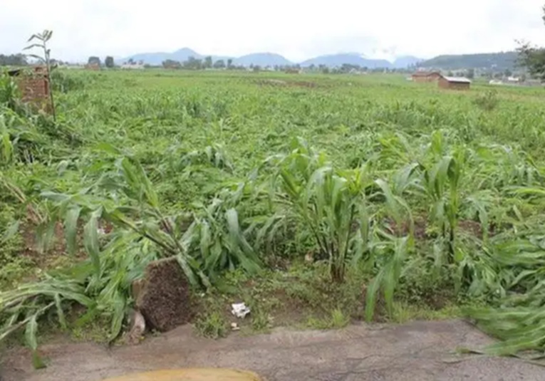 Sequ As E Inundaciones Destruyen Mil Hect Reas De Cultivos En El Pa S