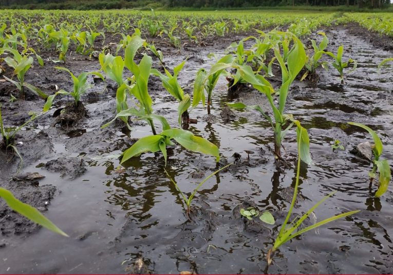 Varios cultivos podrí­an verse afectados en los próximos dí­as debido a fuertes lluvias