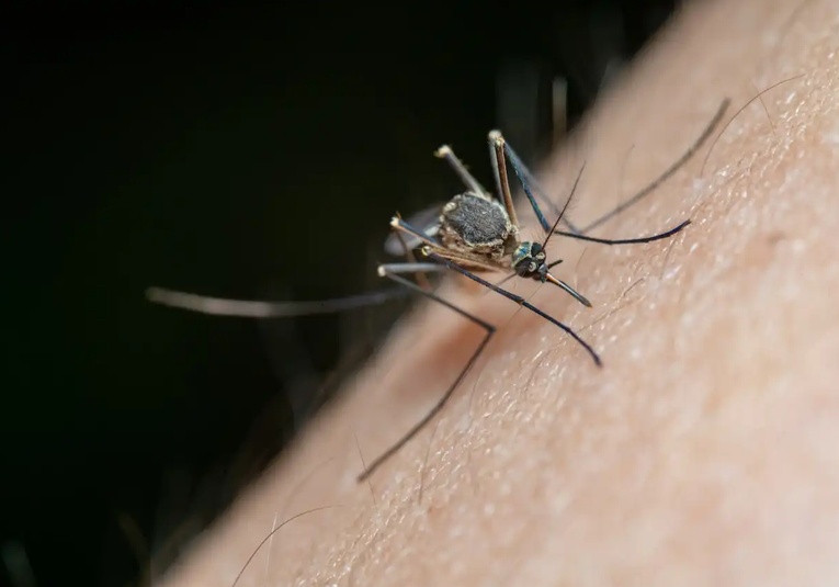 Alarma por dengue: Salud pública registra aumento del 80% en casos a nivel nacional alarma-por-dengue-salud-publica-registra-aumento-del-80-en-casos-a-nivel-nacional-191632-191728.jpg