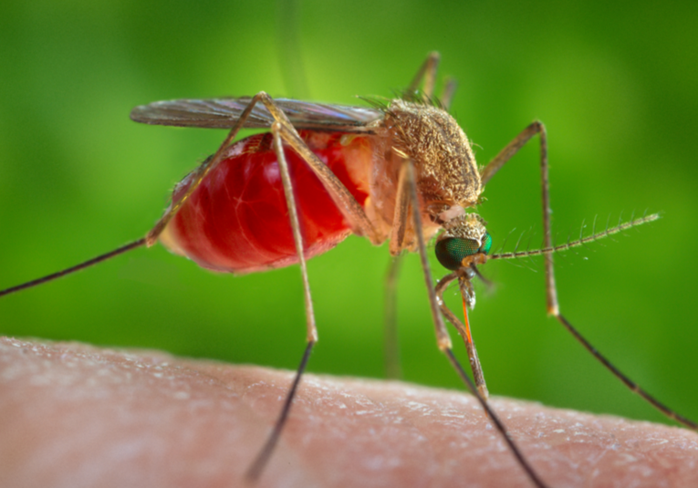 Alerta en Latinoamérica por un virus poco conocido que se contagia por la picadura de mosquitos