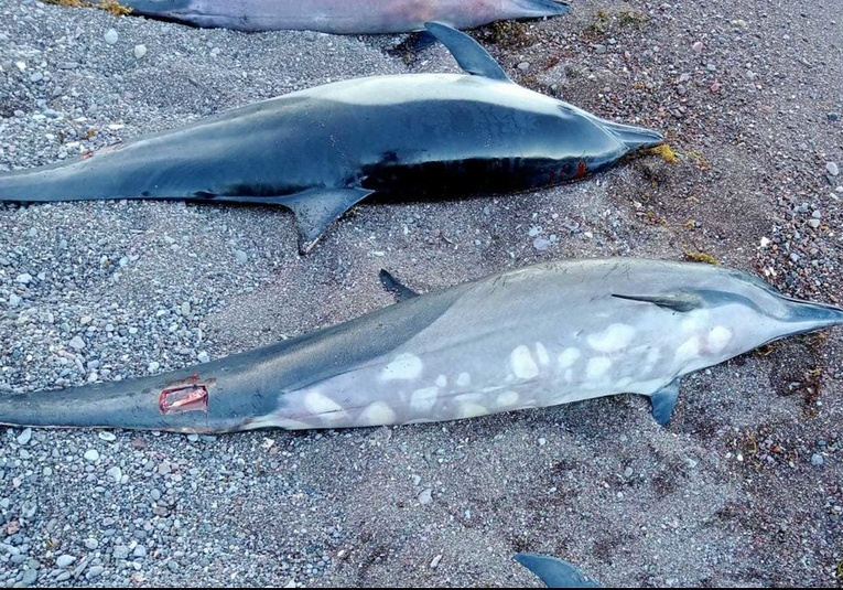 Aparecen 33 delfines muertos varados en una costa de México