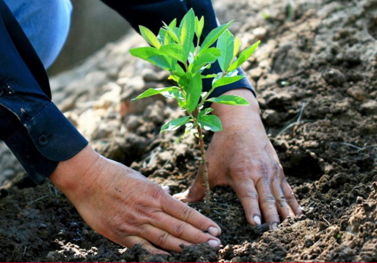 Aproximadamente mil hectáreas han sido reforestadas en los últimos dos años  aproximadamente-mil-hect-reas-han-sido-reforestadas-en-los-ultimos-dos-anos-174307-174400.png