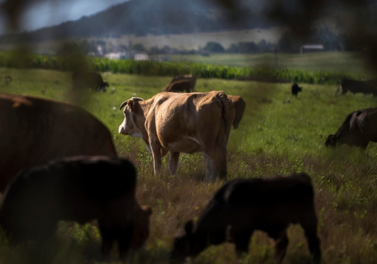 Autoridades agrícolas anuncian medidas para frenar propagación del gusano barrenador autoridades-agricolas-anuncian-medidas-para-frenar-propagacion-del-gusano-barrenador-153012-153042.jpg