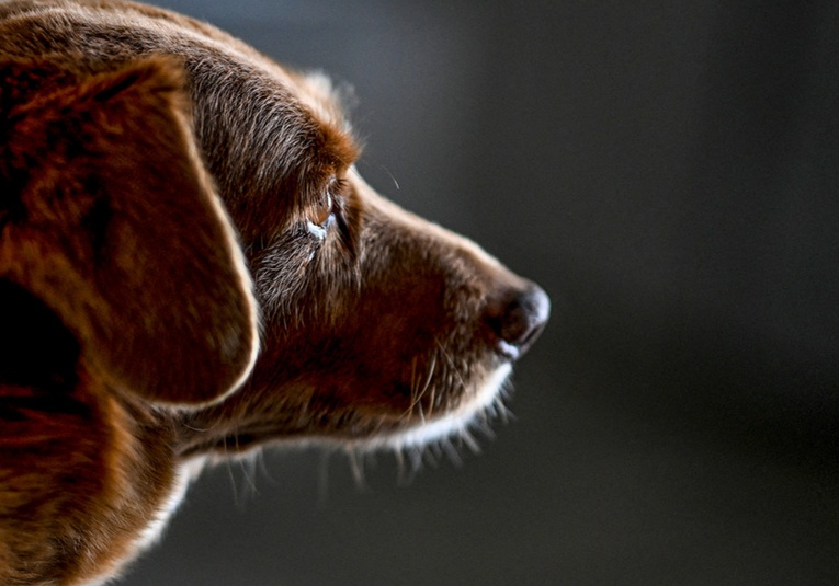 Bobi, el perro más longevo de la historia, muere a los 31 años bobi-el-perro-m-s-longevo-de-la-historia-muere-a-los-31-anos-093448-093547.jpg