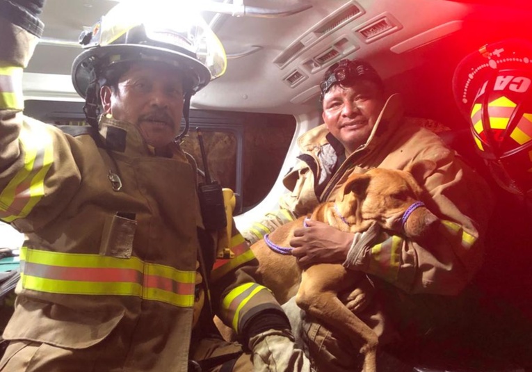Bomberos rescatan a un perro que se encontraba a 350 metros de profundidad en barranco bomberos-rescatan-a-un-perro-que-se-encontraba-a-350-metros-de-profundidad-en-barranco-125617-125732.jpg
