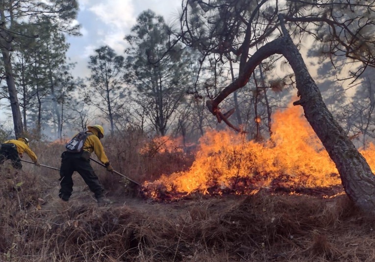 Brigadas de emergencia luchan contra 14 focos de incendios forestales, revela Conred