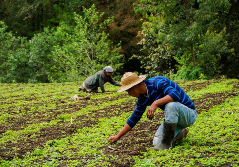 Buscan mejorar producción agrí­cola en el paí­s buscan-mejorar-produccion-agricola-en-el-pais-134300-134304.jpg