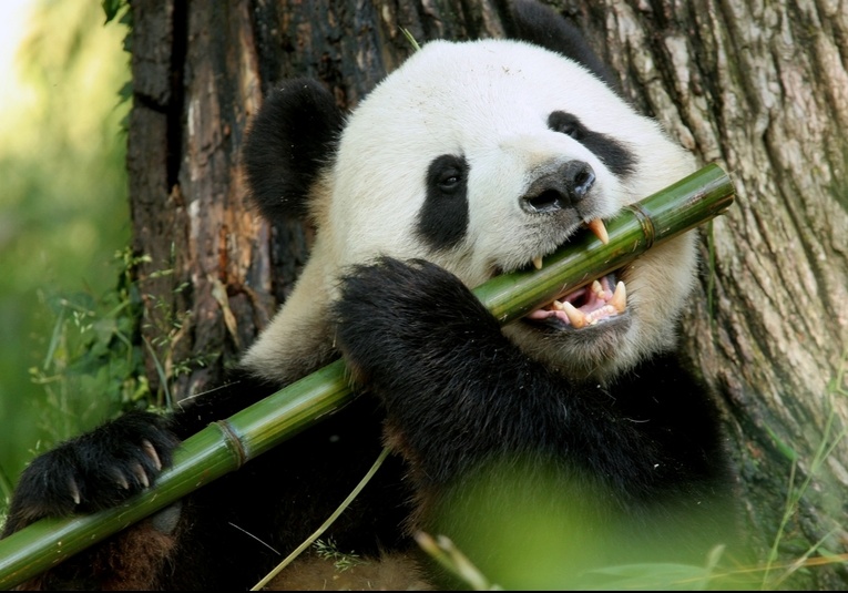 China elimina al oso panda de la lista de especies en peligro de extinción china-elimina-al-oso-panda-de-la-lista-de-especies-en-peligro-de-extincion-104438-104851.jpg