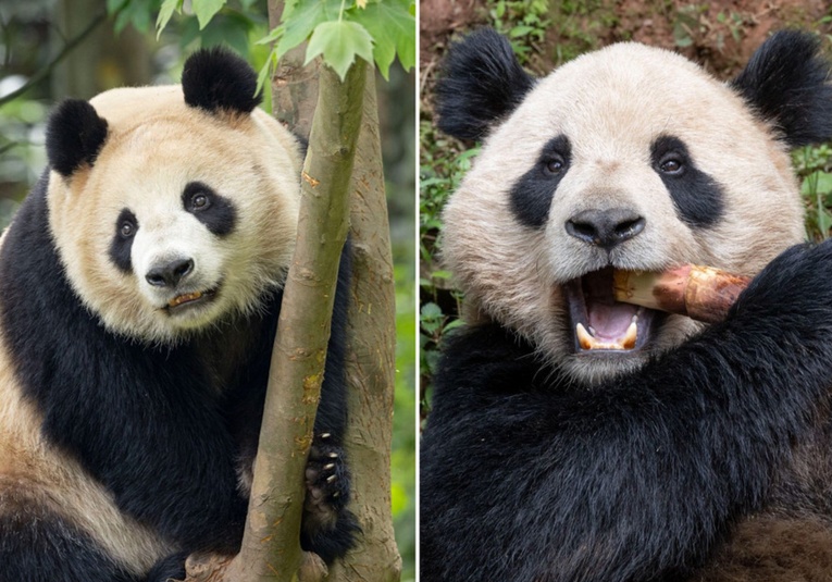 China reanuda la 'diplomacia panda' con EE.UU.