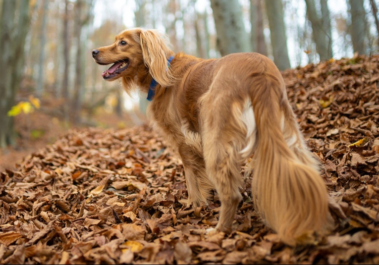 Científicos británicos descubren que esta raza de perro es más agresiva que los rottweilers