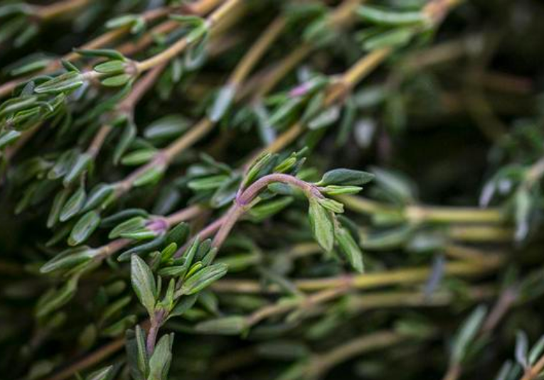 Cientí­ficos encuentran receta del compuesto anticancerí­geno en hierbas como el tomillo y el orégano cientificos-encuentran-receta-del-compuesto-anticancerigeno-en-hierbas-como-el-tomillo-y-el-oregano-113623-113719.png