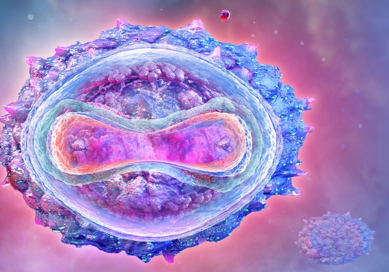 Cientí­ficos sugieren que la viruela del mono ha mutado a un ritmo mucho más rápido de lo esperado tras pasar por una  cientificos-sugieren-que-la-viruela-del-mono-ha-mutado-a-un-ritmo-mucho-m-s-r-pido-de-lo-esperado-tras-pasar-por-una-evolucion-acelerada-101835-101924.jpg