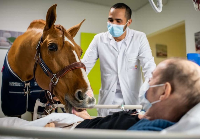 Conoce la increí­ble historia de un caballo terapeuta que lleva esperanza a pacientes en hospitales conoce-la-increible-historia-de-un-caballo-terapeuta-que-lleva-esperanza-a-pacientes-en-hospitales-100412-100430.jpg