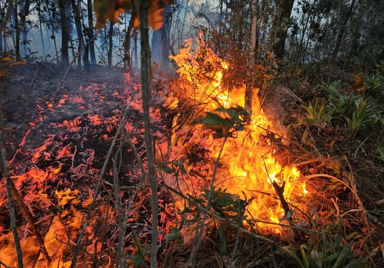 Conred reporta más de 16 mil hectáreas de bosque afectadas por incendios forestales conred-reporta-m-s-de-16-mil-hect-reas-de-bosque-afectadas-por-incendios-forestales-140638-140742.jpg