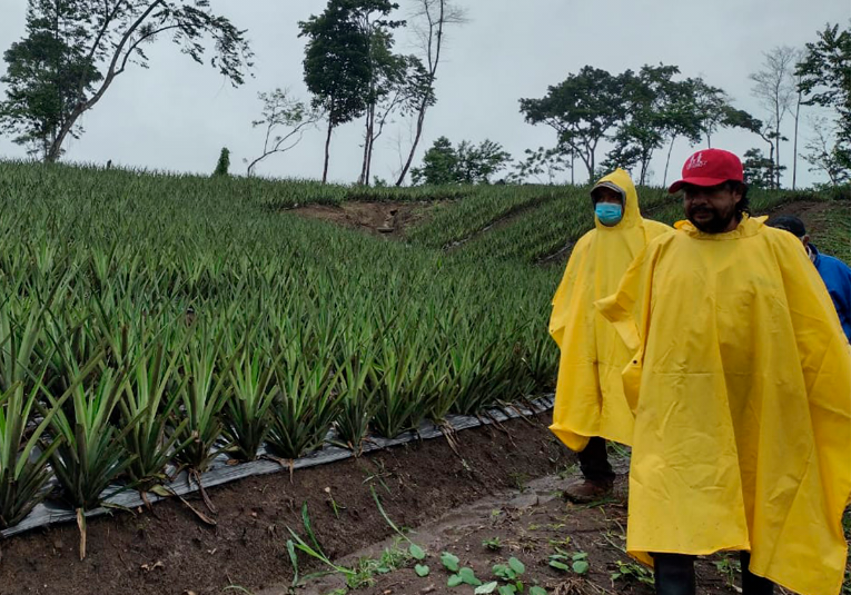 Cultivos sufren fuertes daños en varios departamentos del paí­s por fuertes lluvias.  cultivos-sufren-fuertes-danos-en-varios-departamentos-del-pais-por-fuertes-lluvias-155525-155548.png