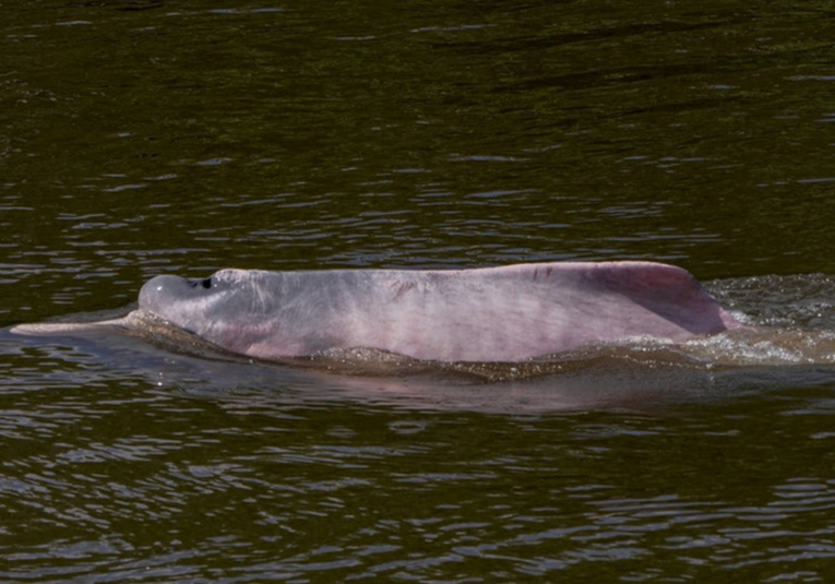 Delfines muertos, barcos encallados y escasez: la dramática sequía histórica que azota la Amazonía delfines-muertos-barcos-encallados-y-escasez-la-dram-tica-sequia-historica-que-azota-la-amazonia-100343-100424.jpg