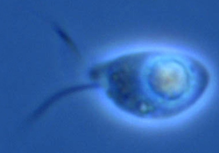Descubren en aguas del írtico y en un rí­o seis nuevas especies de microorganismos depredadores descubren-en-aguas-del-artico-y-en-un-rio-seis-nuevas-especies-de-microorganismos-depredadores-155942-160000.jpg