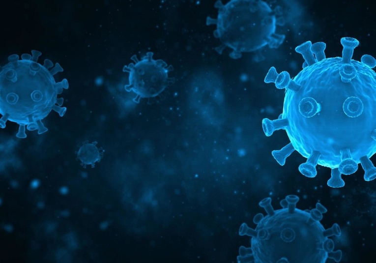 Descubren en murciélagos nuevas variantes de coronavirus con el potencial de infectar a los humanos