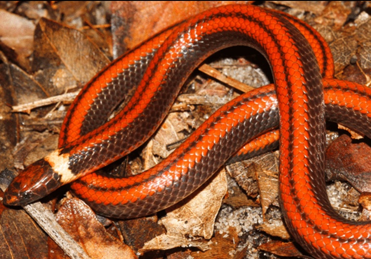 Descubren en Paraguay una nueva especie de serpiente caracterizada por una rara belleza descubren-en-paraguay-una-nueva-especie-de-serpiente-caracterizada-por-una-rara-belleza-173159-173217.jpg