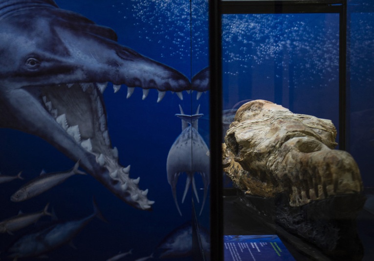 Descubren en Perú el cráneo de un monstruo marino de 36 millones de años descubren-en-peru-el-cr-neo-de-un-monstruo-marino-de-36-millones-de-anos-135206-135211.jpg