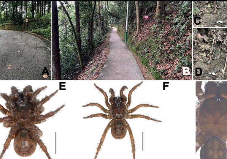 Descubren tres nuevas especies de arañas primitivas en China descubren-tres-nuevas-especies-de-aranas-primitivas-en-china-122017-122028.jpg