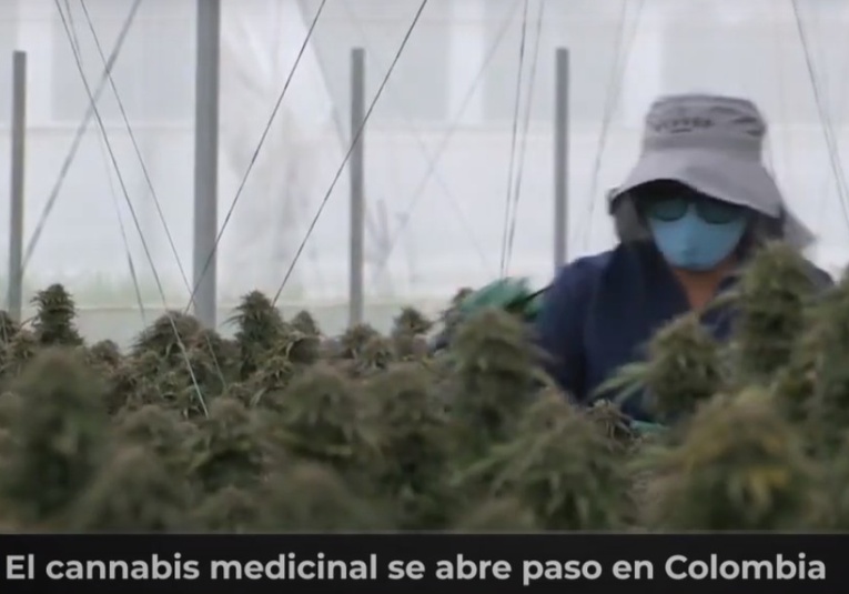 El cannabis medicinal se abre paso en Colombia el-cannabis-medicinal-se-abre-paso-en-colombia-191959-192218.jpg