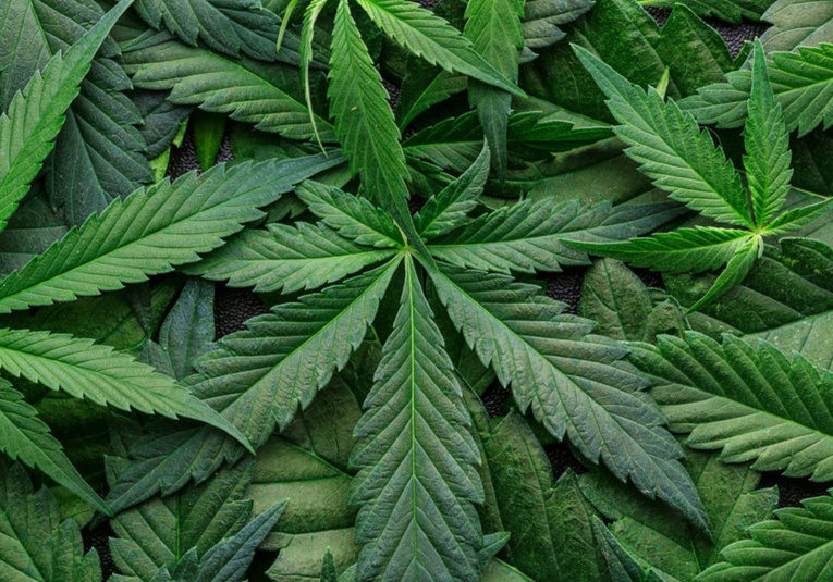 El consumo de marihuana aumenta el riesgo de padecer varios tipos de cáncer el-consumo-de-marihuana-aumenta-el-riesgo-de-padecer-varios-tipos-de-c-ncer-093357-093423.jpg