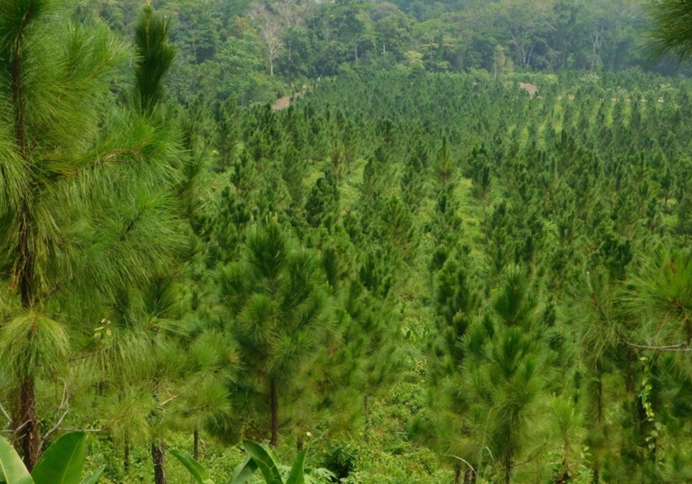 El fondo de Naciones Unidas para la alimentación apoya los incentivos forestales el-fondo-de-naciones-unidas-para-la-alimentacion-apoya-los-incentivos-forestales-145652-145732.jpg