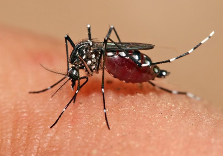 El Ministerio de Salud reporta 22 muertes por dengue el-ministerio-de-salud-reporta-22-muertes-por-dengue-134427-134508.jpg
