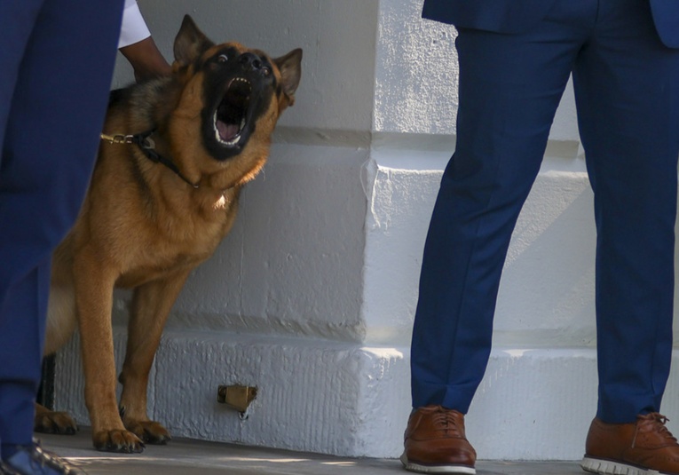 El perro de Biden abandona la Casa Blanca tras más de 10 ataques contra sus empleados el-perro-de-biden-abandona-la-casa-blanca-tras-m-s-de-10-ataques-contra-sus-empleados-093755-093815.jpg