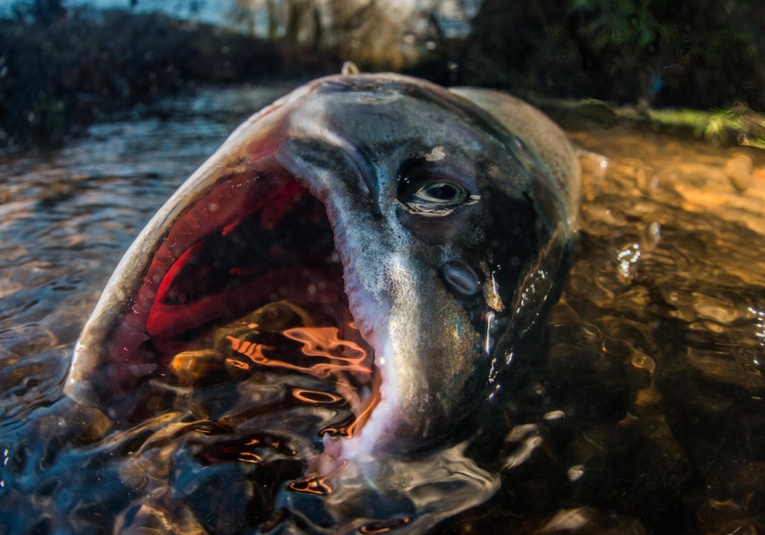 Encuentran en Canadá decenas de miles de salmones muertos