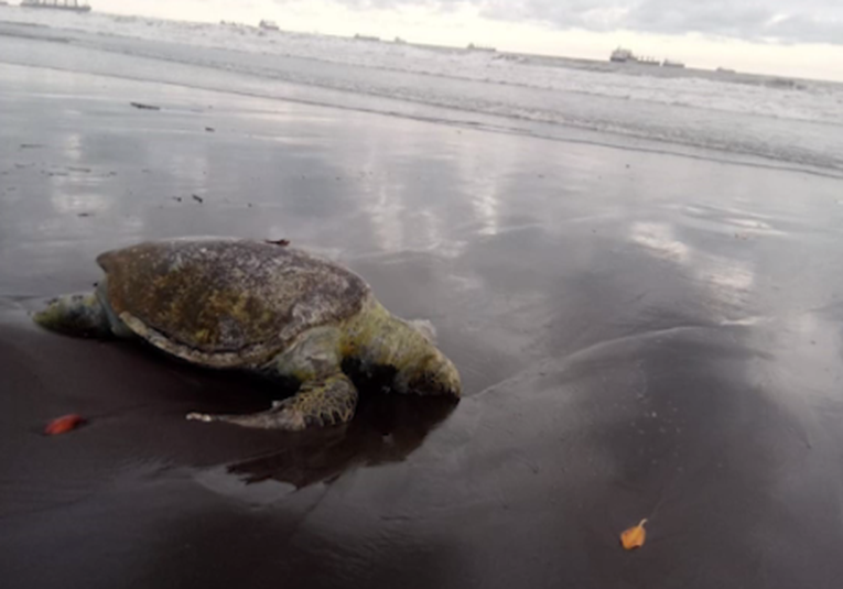 Encuentran tortugas y delfines muertos en costas del pacífico guatemalteco