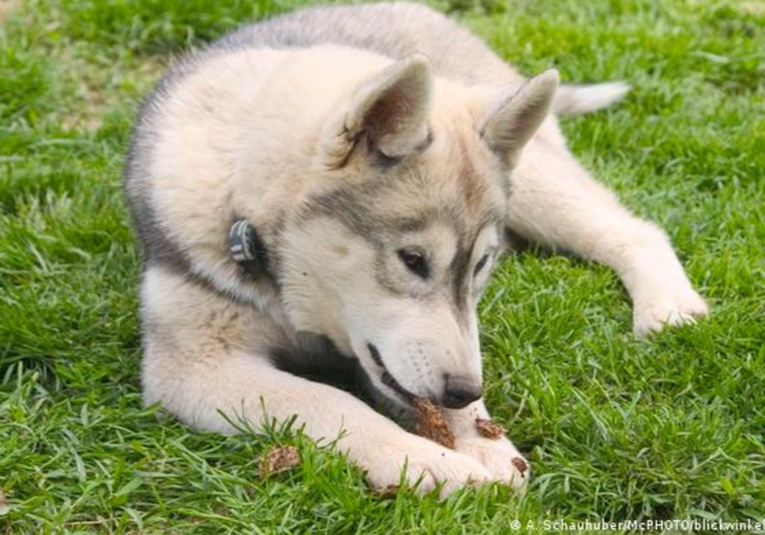 Estudio establece cuántas veces al dí­a deben comer los perros para estar saludables estudio-establece-cu-ntas-veces-al-dia-deben-comer-los-perros-para-estar-saludables-100005-100115.jpg