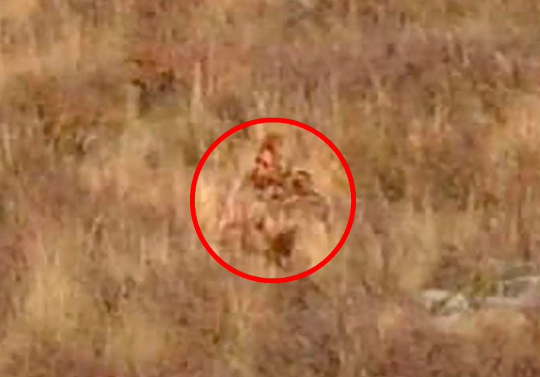 Explican el video de una pareja que dice haber visto y grabado a Pie Grande en EE.UU. explican-el-video-de-una-pareja-que-dice-haber-visto-y-grabado-a-pie-grande-en-ee-uu-145039-145109.png
