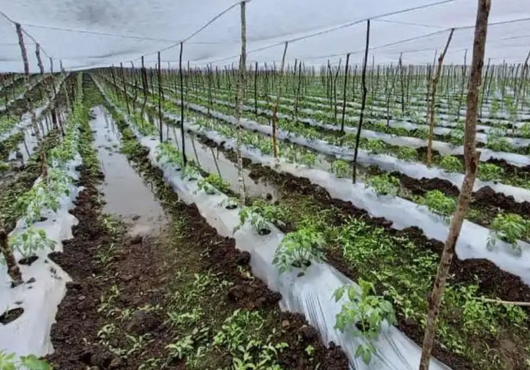 Fuertes lluvias dañan cultivos de maíz, frijol y plátano, reporta el Ministerio de Agricultura fuertes-lluvias-danan-cultivos-de-maiz-frijol-y-pl-tano-reporta-el-ministerio-de-agricultura-171808-171857.jpg