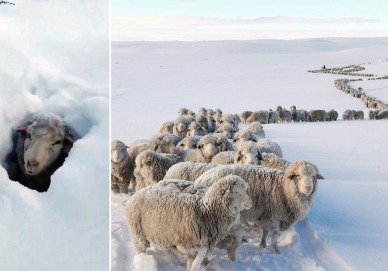 Fuertes nevadas en la Patagonia cubren los animales por completo fuertes-nevadas-en-la-patagonia-cubren-los-animales-por-completo-132504-132521.jpg