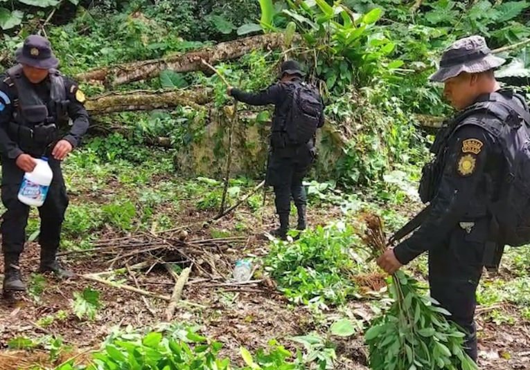 Fuerzas de seguridad erradican más de 168 mil arbustos de hoja coca fuerzas-de-seguridad-erradican-m-s-de-168-mil-arbustos-de-hoja-coca-185028-185118.png