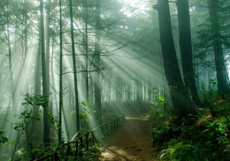 Hoy se celebra el Dí­a Internacional de los bosques