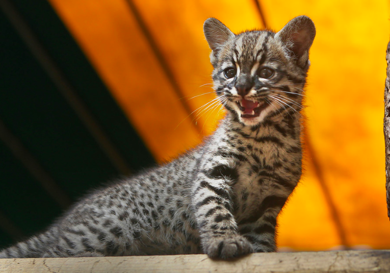 Identifican una nueva especie de felino en Colombia identifican-una-nueva-especie-de-felino-en-colombia-114615-114623.png