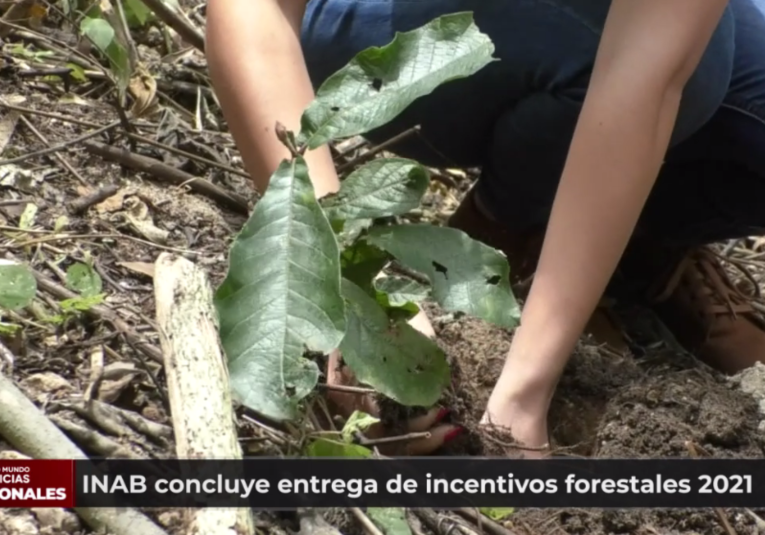 INAB concluye entrega de incentivos forestales 2021