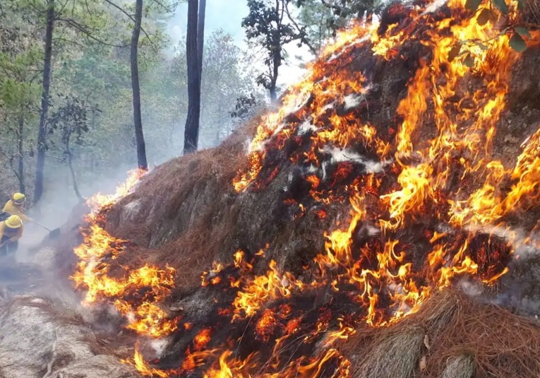 INAB solo puede reforestar 160 de las 40 mil hectáreas afectadas por incendios forestales