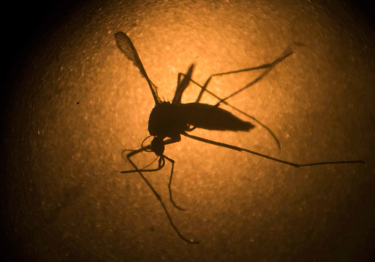 Jamaica declara brote epidémico de dengue jamaica-declara-brote-epidemico-de-dengue-091955-092027.png
