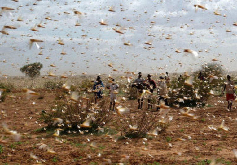 Lluvias en Petén no causarí­an solo daños materiales, si no, adelantarí­an reactivar plaga de langostas. 