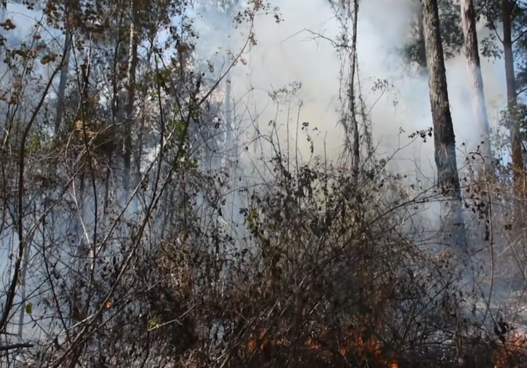 Lluvias mitigan incendios forestales en el territorio nacional lluvias-mitigan-incendios-forestales-en-el-territorio-nacional-185450-185609.png