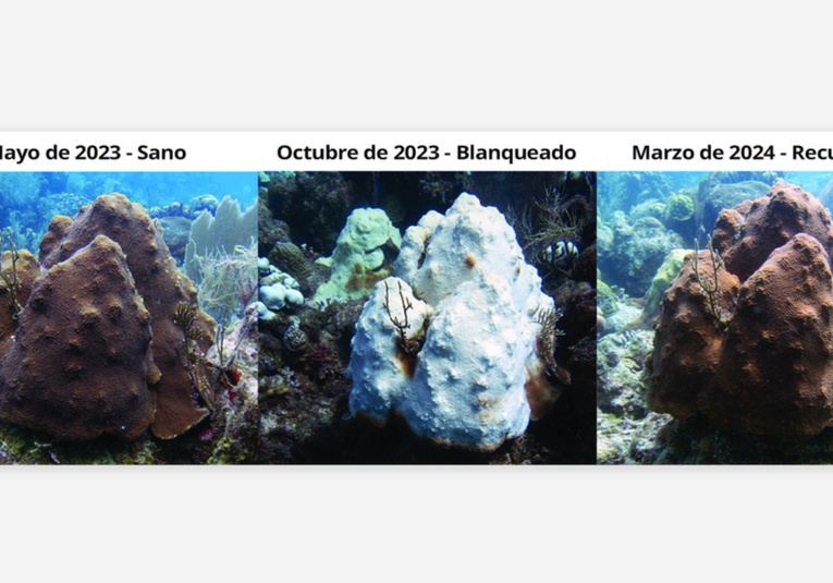 Los océanos están sufriendo un blanqueo masivo de los corales y esta es la razón
