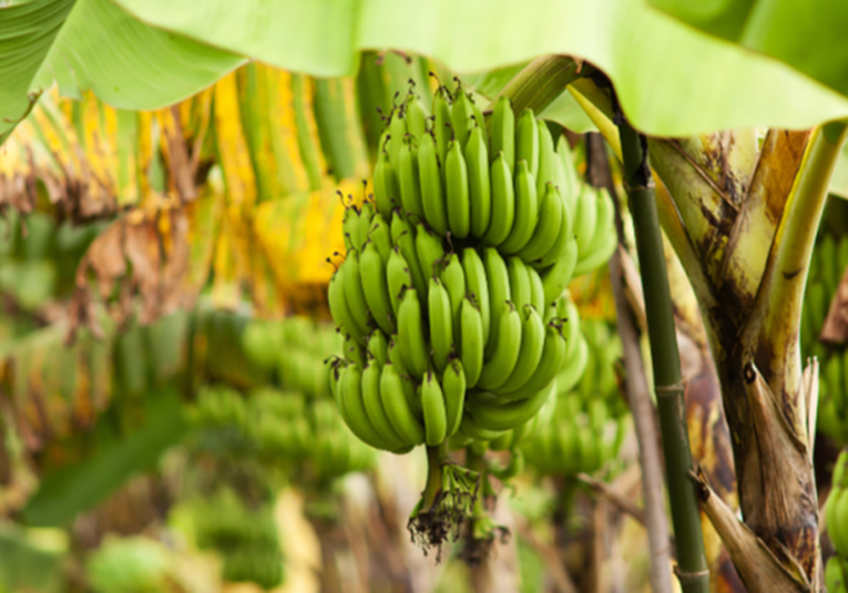 MAGA busca proteger de plagas a los cultivos de banano y plátano en Guatemala